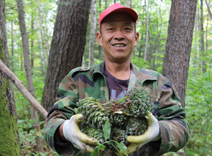 龍江森工集團(tuán)穆棱林業(yè)局有限公司，林業(yè)工人采收紅松籽。