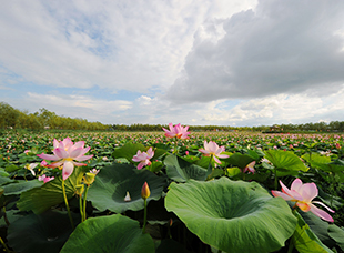 西海濕地公園蓮花