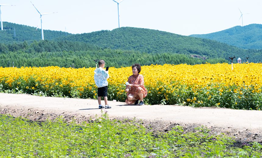 黑龍江雙鴨山：紫云花正濃 百合惹人醉