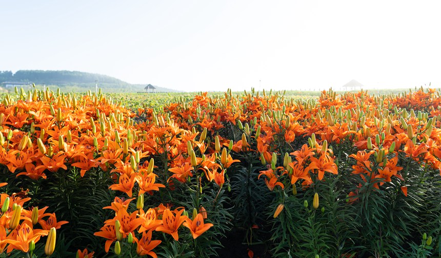 黑龍江雙鴨山：紫云花正濃 百合惹人醉