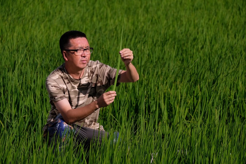 北大荒集團泰來農(nóng)場每天對各種作物地塊兒進(jìn)行巡回檢查，掌握秧苗長勢，做到及時發(fā)現(xiàn)問題、及時指導(dǎo)解決。