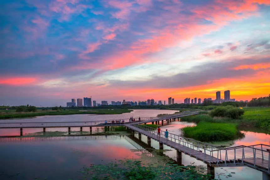 哈爾濱夏日濕地風光。哈爾濱市委宣傳部供圖