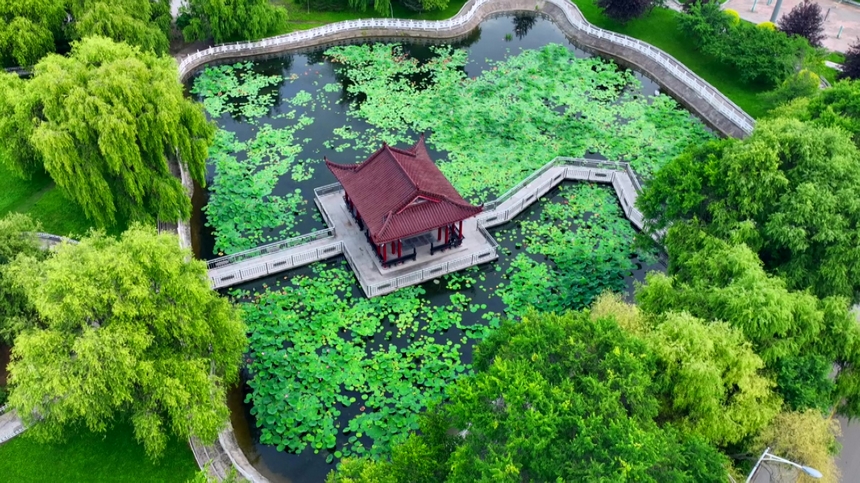 黑龍江：興凱湖畔百朵荷花競相開放