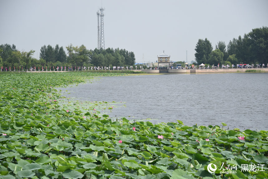 黑龍江方正縣：夏日湖上 蓮荷“斗”艷