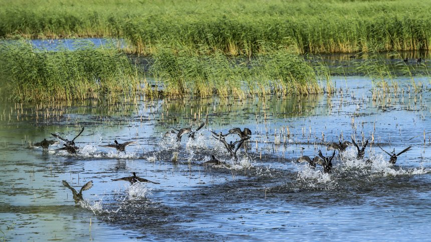 “葦蕩連天碧，水鳥漫云空”雙鴨山濕地迎來“水鳥南遷季”【5】