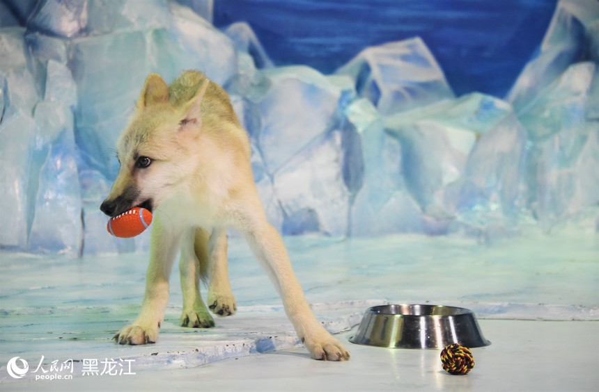 世界首只“克隆北極狼”亮相哈爾濱極地公園