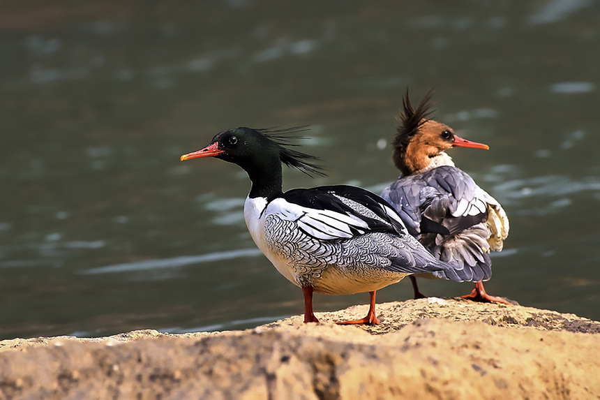 黑龍江：鳥中“大熊貓”中華秋沙鴨頻頻光顧海浪河