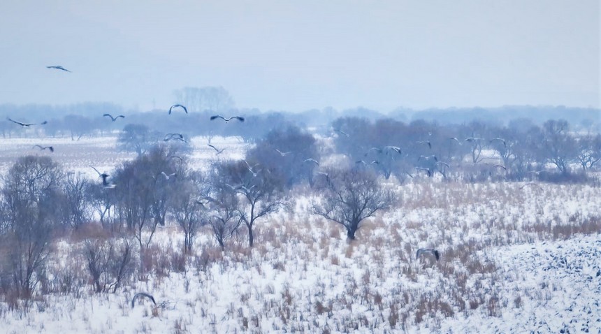 黑龍江饒河：烏蘇里江濕地候鳥(niǎo)上演“冰雪之舞”