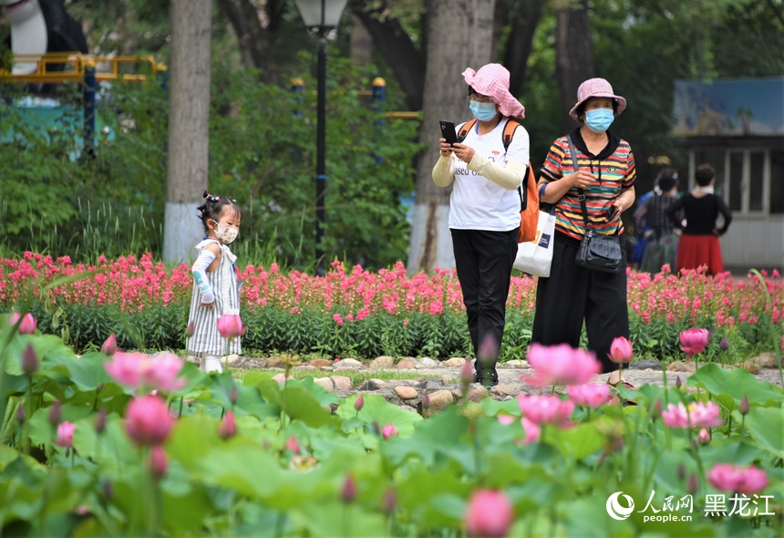 哈爾濱：夏日荷花始盛開