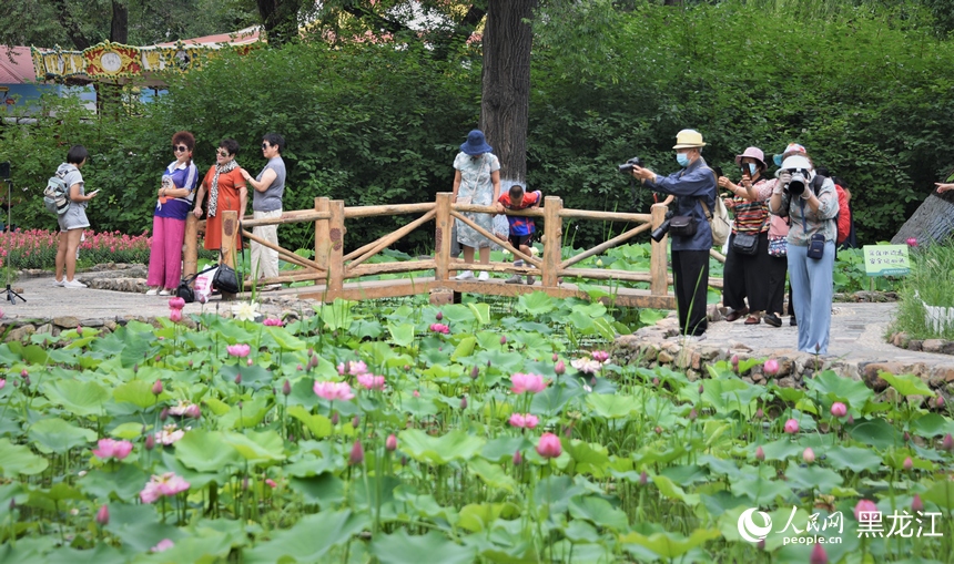 哈爾濱：夏日荷花始盛開