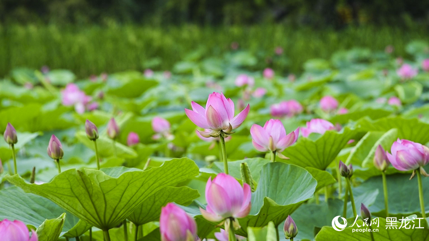 哈爾濱：“荷”以消夏