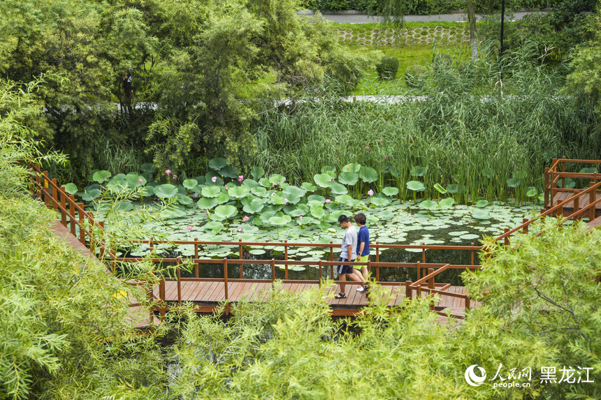 哈爾濱：“荷”以消夏