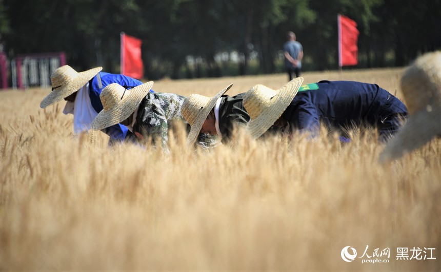 黑龍江建三江：小麥開(kāi)鐮收割忙 又是一年好“豐”景