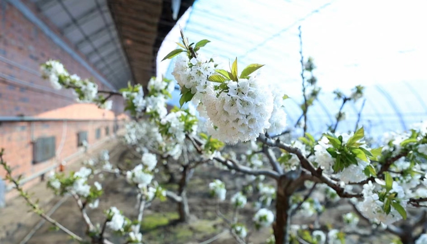 黑龍江樺南：櫻桃花迎春綻放