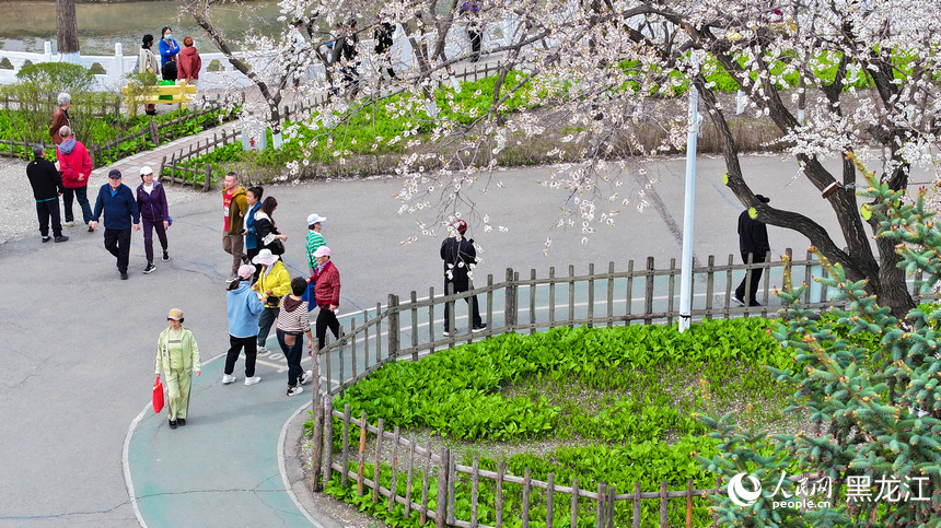 浪漫“爾濱”：市民游客春日“追花”