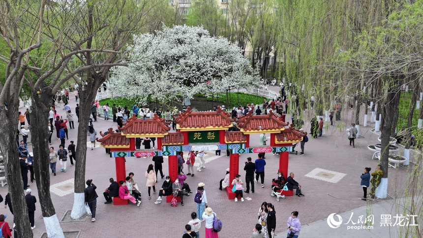 浪漫“爾濱”：市民游客春日“追花”