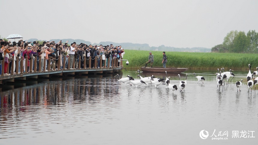 旅發(fā)看“鶴城”丨在扎龍國家級自然保護區(qū)看丹頂鶴愜意棲息