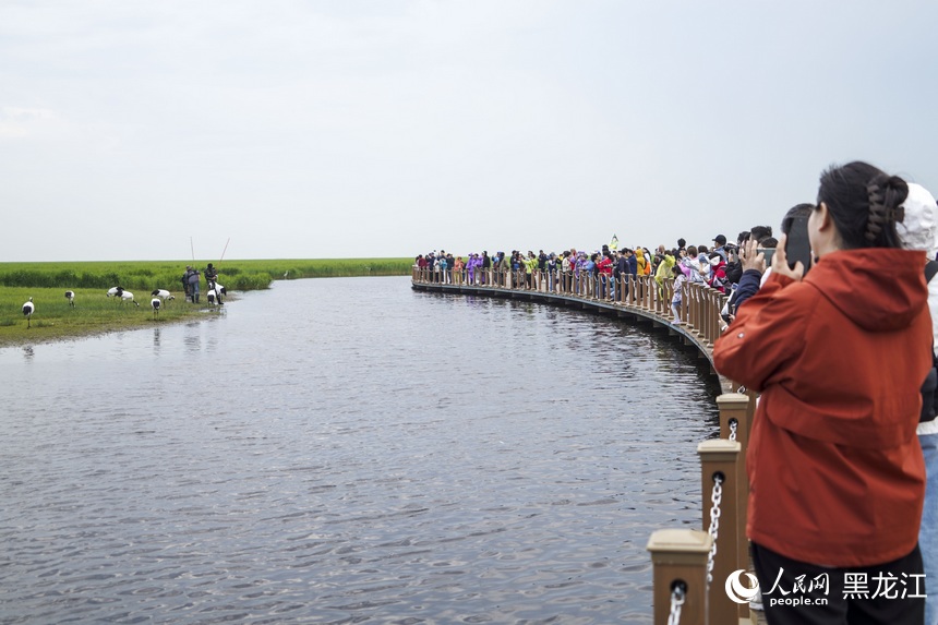 “鶴城”有約丨黑龍江扎龍國家級自然保護區(qū)生態(tài)美景入畫來