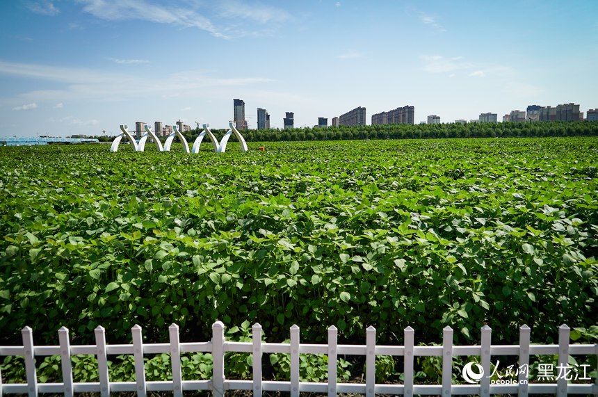 樺南紫蘇種植示范園。人民網(wǎng)記者 蘇靖剛攝